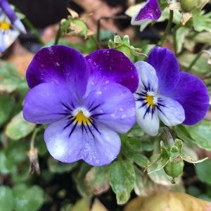 Meet your Posher, Brooklyn